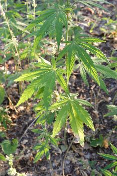 hemp grows on the fields