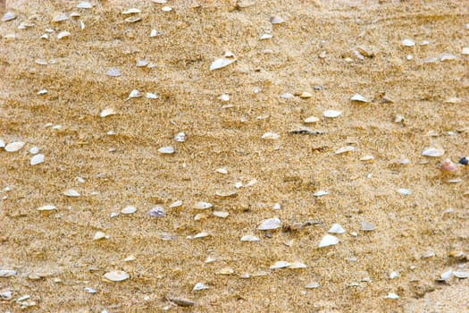 sea shells in the sand of the sea shore