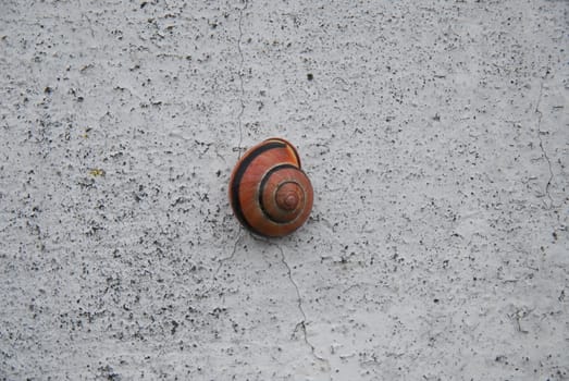 snail on the wall