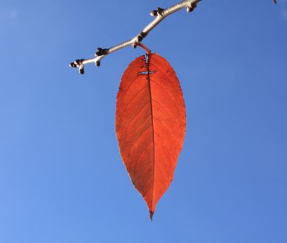 Close up of the last red leaf on a branch.