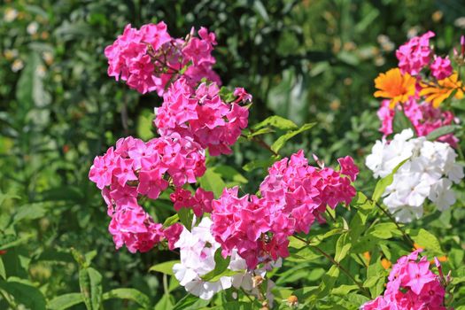 Close up of the pink and white phlox flowers