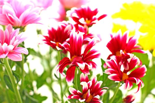 Close up of the bright chrysanthemum