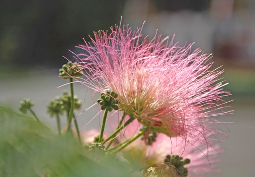 Close up of the silk albizia blossom.