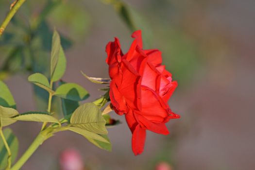 Close up of the red rose