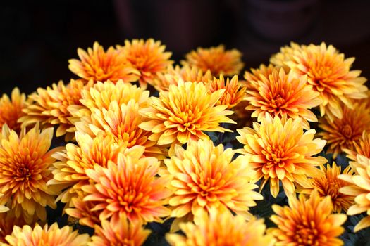 Close up of the bright chrysanthemum flowers