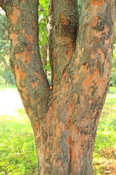 Trunk of the platan tree.