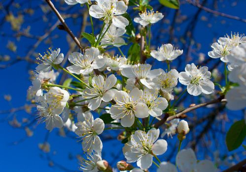 close-up flourish cherry branch in april, spring time