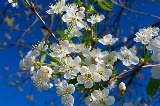 close-up flourish cherry in april, spring time