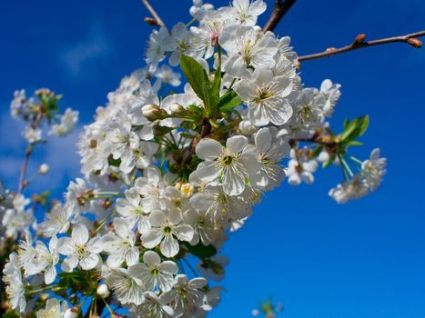 flourish cherry brunch in april, spring time