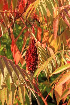 Close up of the red sumac seed head