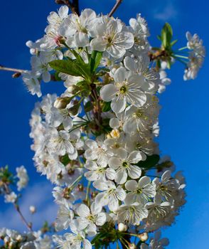 flourish cherry brunch, on blue sky background