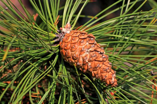 Close up of the brown cone and green needles