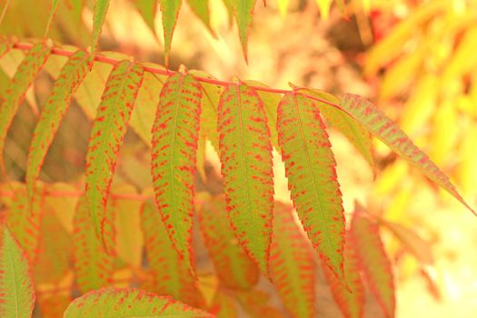 Close up of the sumac leaves.