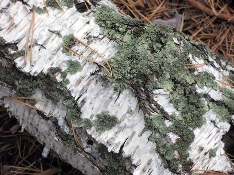 Bark of the fallen birch in a lichen and needles
