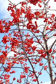 Red rowan fruits. Late fall. Early winter.