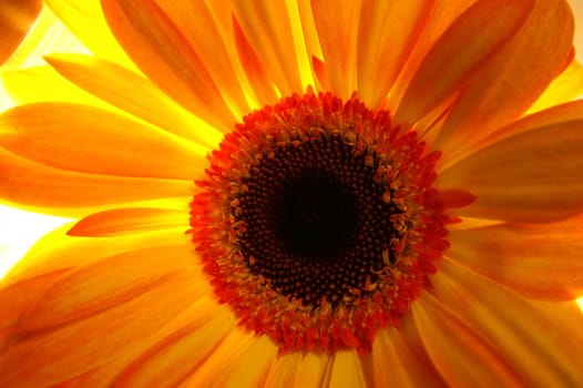 orange chrysanthemum background