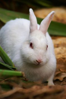 white cute bunny