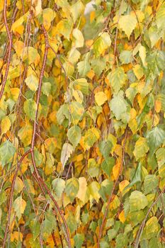 Close up of the birch leaves. Autumn.