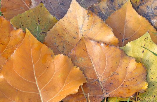 Close up of the fallen poplar leaves. November