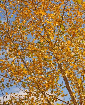 Poplar tree. Lush october foliage. Season changes.