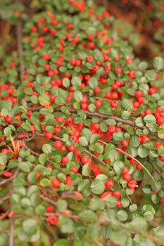 Red cotoneaster berries. Background.