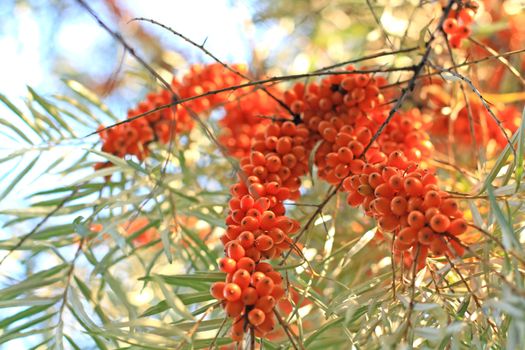 Close up of the ripe october sea-bucktorn berries.