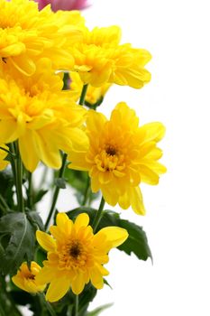 Close up of the beautiful yellow chrysanthemum.