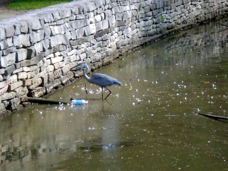 great blue heron in polluted lake