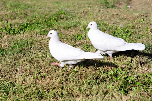 two white pigeons on the green grass