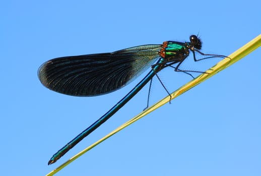 The dragonfly sits on a stalk of a grass, at it{her} wet wings (therefore it{she} does not depart). Summer morning.