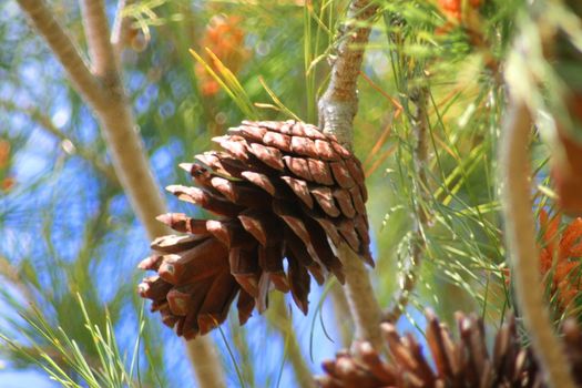 Close up of a pine cone on a branch.
