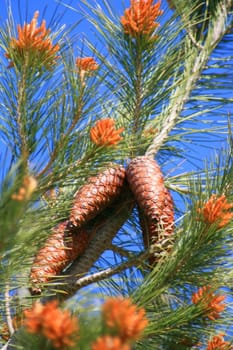 Close up of pine cones on a branch.
