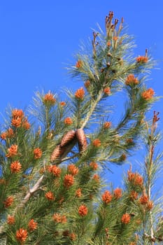 Close up of a pine cone on a branch.
