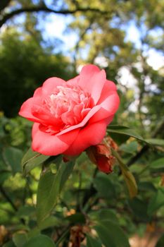 Close up of a pink camelia flower.
