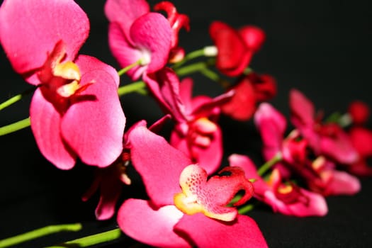 Close up of pink orchids on a black background.
