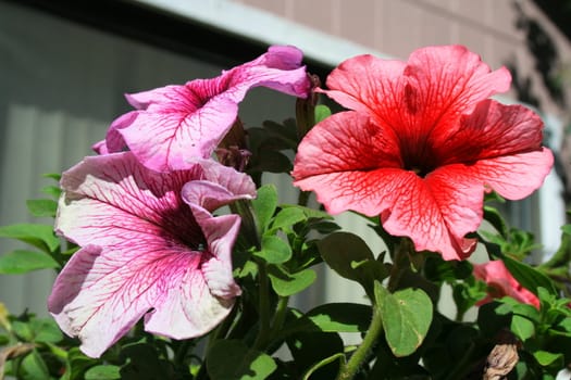 Close up of the three vivid petunia flowers.
