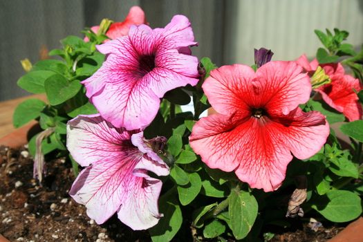 Close up of the three vivid petunia flowers.
