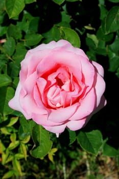 Pink rose flower close up on a sunny day.
