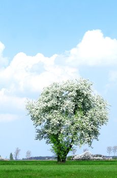 tree with blue sky in background 