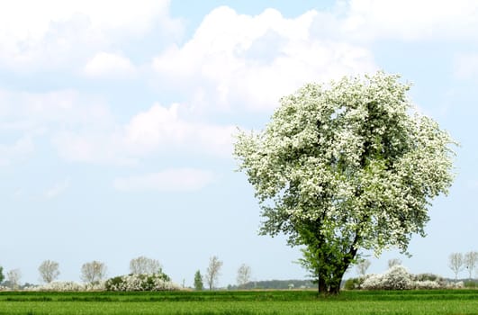 tree with blue sky in background 