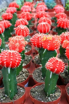 Row of small cactuses showing unique pattern.
