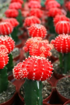 Row of small cactuses showing unique pattern.
