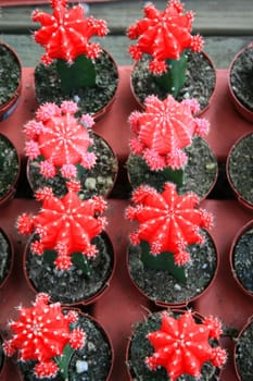 Row of small cactuses showing unique pattern.
