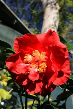 Red camelia flower close up in a garden.
