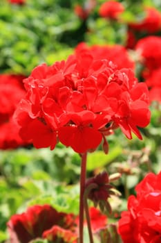 Close up of a red geranium flower.
