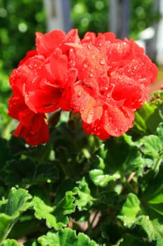 Close up of a red geranium flower.
