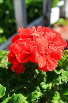 Close up of a red geranium flower.
