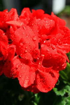 Close up of a red geranium flower.
