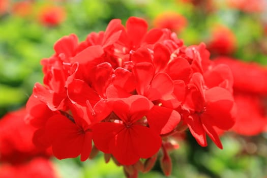 Close up of a red geranium flower.
