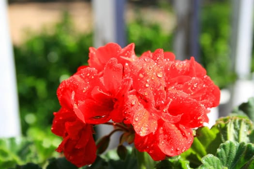 Close up of a red geranium flower.
